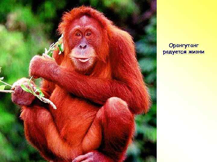 ПР Орангутанг радуется жизни 