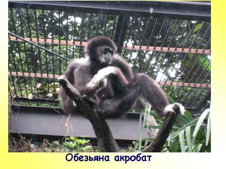 ПР Обезьяна акробат 