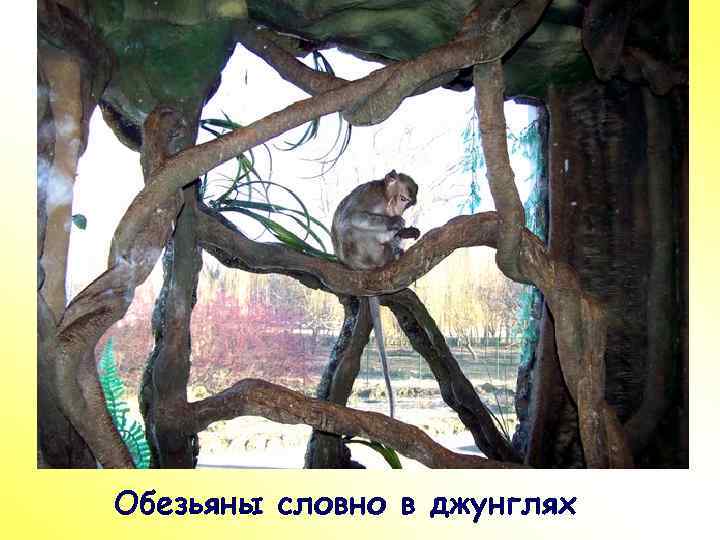 ПР Обезьяны словно в джунглях 