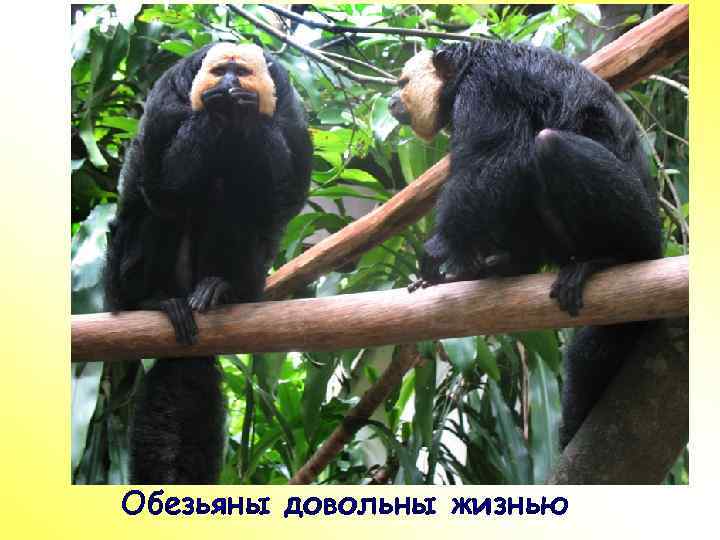 ПР Обезьяны довольны жизнью 