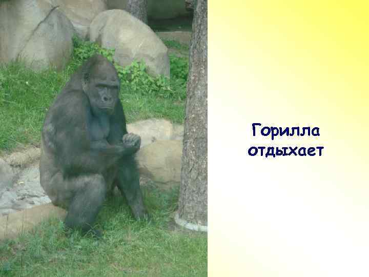 ПР Горилла отдыхает 