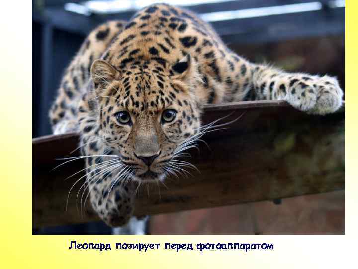 ПР Леопард позирует перед фотоаппаратом 