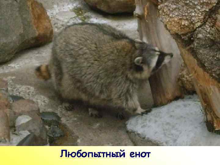 ПР Любопытный енот 