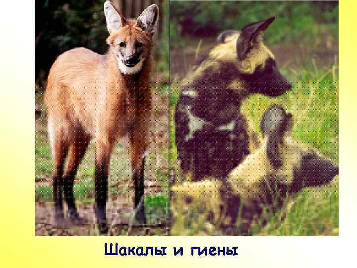 ПР Шакалы и гиены 