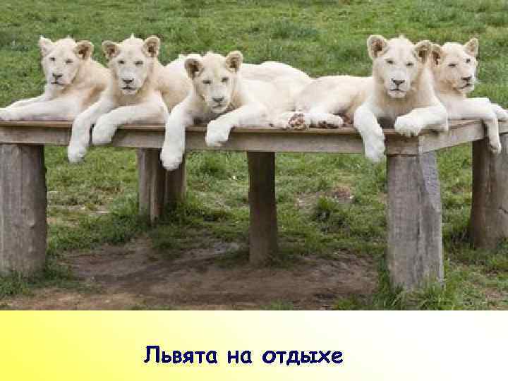 ПР Львята на отдыхе 