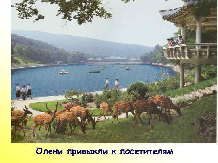 ПР Олени привыкли к посетителям 