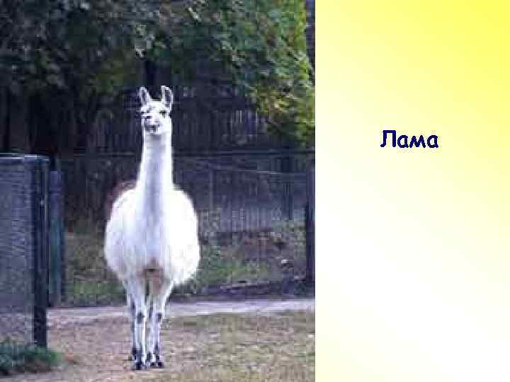 ПР Лама 