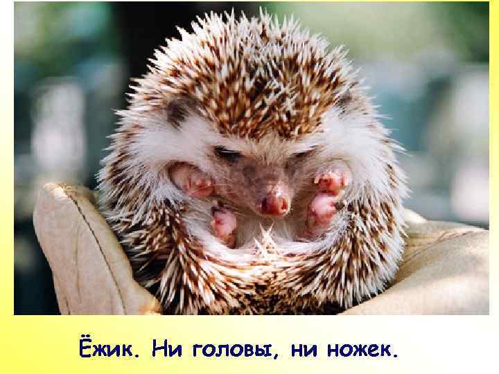 ПР Ёжик. Ни головы, ни ножек. 