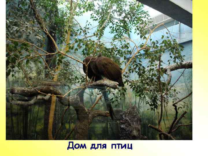 ПР Дом для птиц 