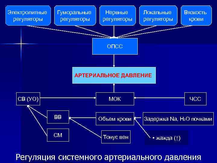 Электролитные регуляторы Гуморальные регуляторы Нервные регуляторы Локальные регуляторы Вязкость крови ОПСС АРТЕРИАЛЬНОЕ ДАВЛЕНИЕ СВ