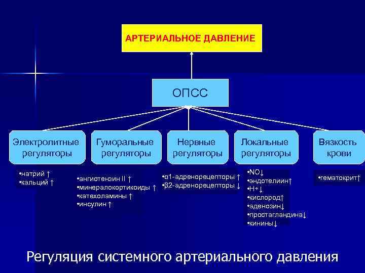 АРТЕРИАЛЬНОЕ ДАВЛЕНИЕ ОПСС Электролитные регуляторы • натрий ↑ • кальций ↑ Гуморальные регуляторы Нервные