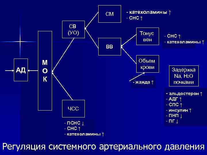 СМ СВ (УО) - катехоламины ↑ - СНС ↑ Тонус вен ВВ АД Объем