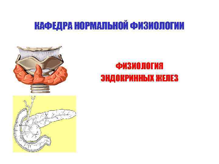 КАФЕДРА НОРМАЛЬНОЙ ФИЗИОЛОГИИ ФИЗИОЛОГИЯ ЭНДОКРИННЫХ ЖЕЛЕЗ 