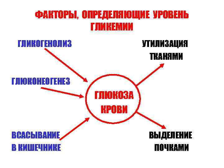ФАКТОРЫ, ОПРЕДЕЛЯЮЩИЕ УРОВЕНЬ ГЛИКЕМИИ ГЛИКОГЕНОЛИЗ УТИЛИЗАЦИЯ ТКАНЯМИ ГЛЮКОНЕОГЕНЕЗ ГЛЮКОЗА КРОВИ ВСАСЫВАНИЕ В КИШЕЧНИКЕ ВЫДЕЛЕНИЕ
