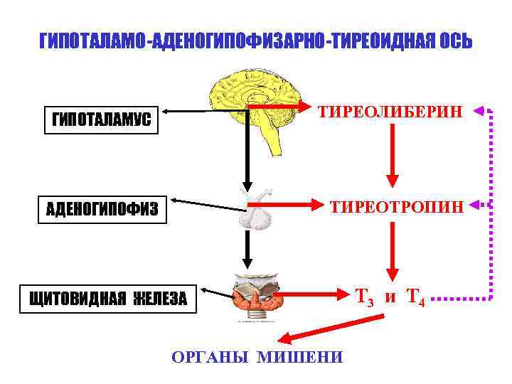 ГИПОТАЛАМО-АДЕНОГИПОФИЗАРНО-ТИРЕОИДНАЯ ОСЬ ТИРЕОЛИБЕРИН ГИПОТАЛАМУС ТИРЕОТРОПИН АДЕНОГИПОФИЗ ЩИТОВИДНАЯ ЖЕЛЕЗА ОРГАНЫ МИШЕНИ Т 3 и Т
