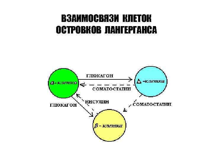 ВЗАИМОСВЯЗИ КЛЕТОК ОСТРОВКОВ ЛАНГЕРГАНСА 