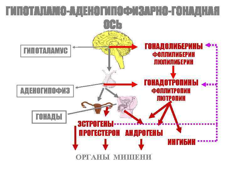 Регуляция вегетативной нервной системой гипоталамусом схема