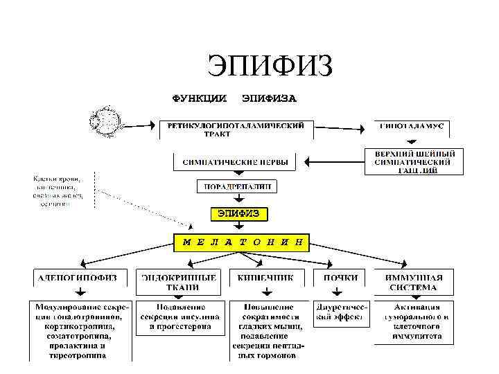 Патофизиология эндокринной системы презентация