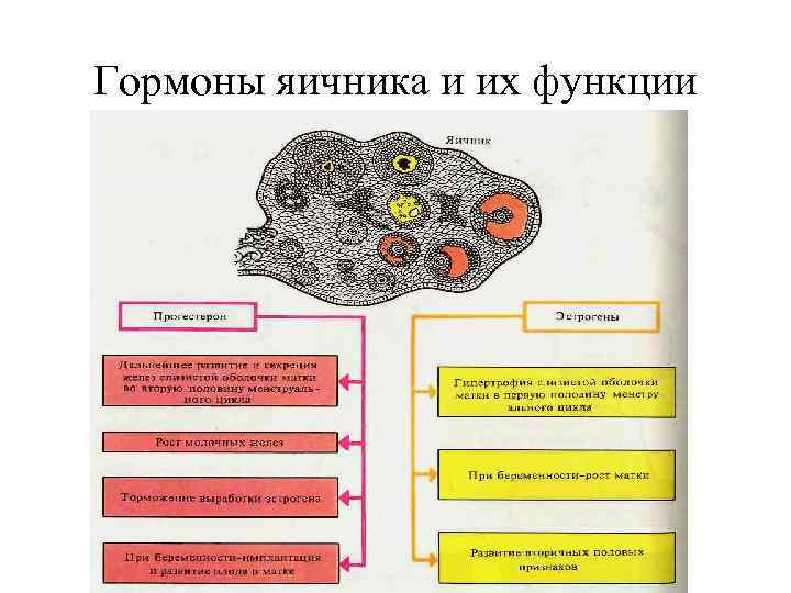 Гормоны яичника и их функции 