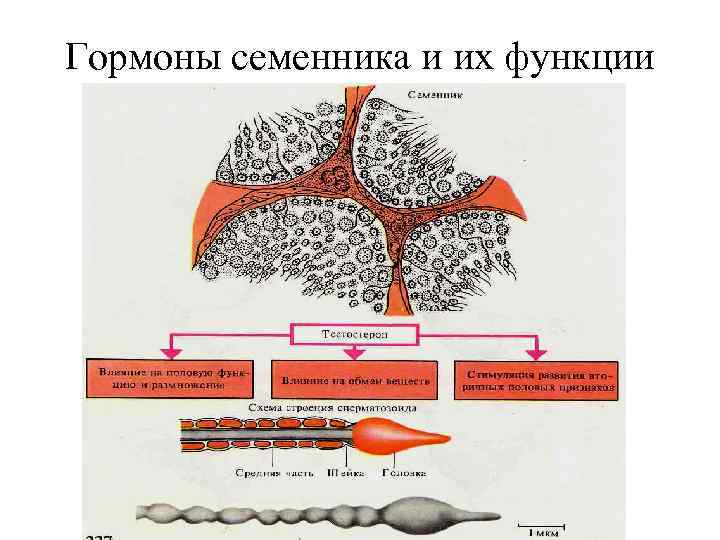 Гормоны семенника и их функции 
