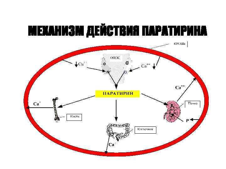 МЕХАНИЗМ ДЕЙСТВИЯ ПАРАТИРИНА 
