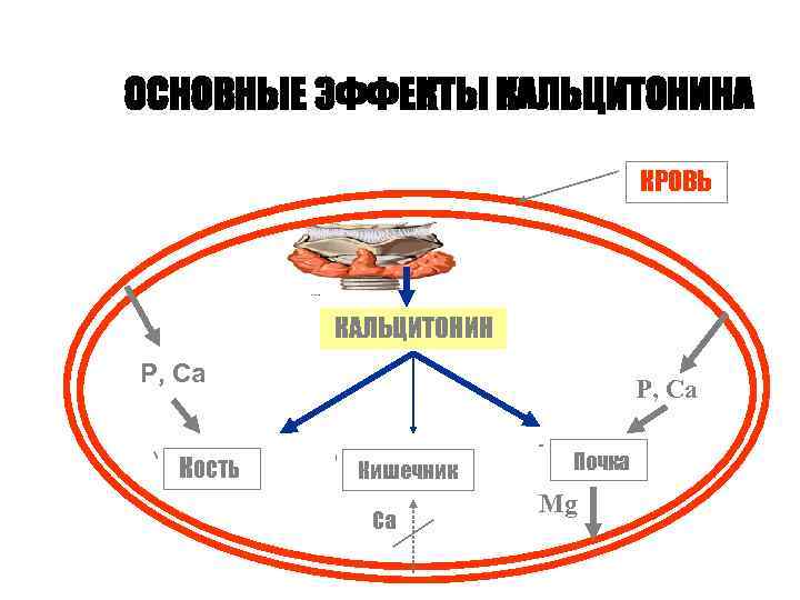 ОСНОВНЫЕ ЭФФЕКТЫ КАЛЬЦИТОНИНА КРОВЬ КАЛЬЦИТОНИН Р, Са КОСТЬ Р, Са Кишечник Ca Почка Mg