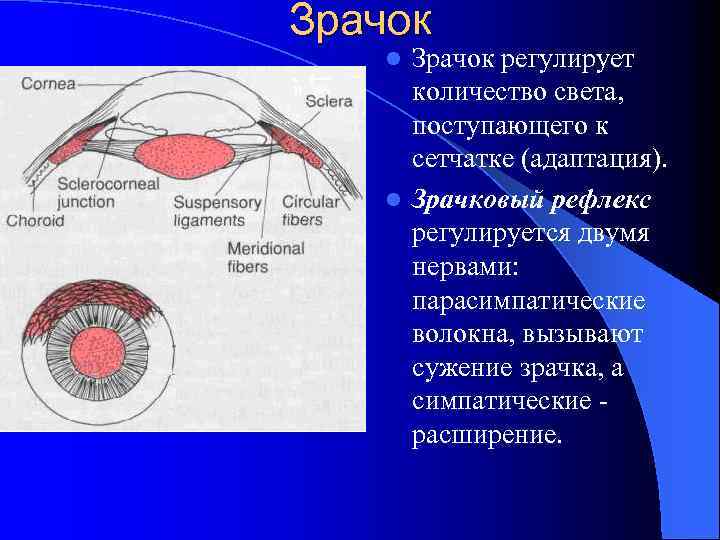 Зрачок регулирует количество света, поступающего к сетчатке (адаптация). l Зрачковый рефлекс регулируется двумя нервами:
