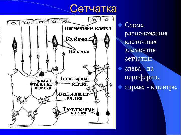 Сетчатка Схема расположения клеточных элементов сетчатки: l слева - на периферии, l справа -