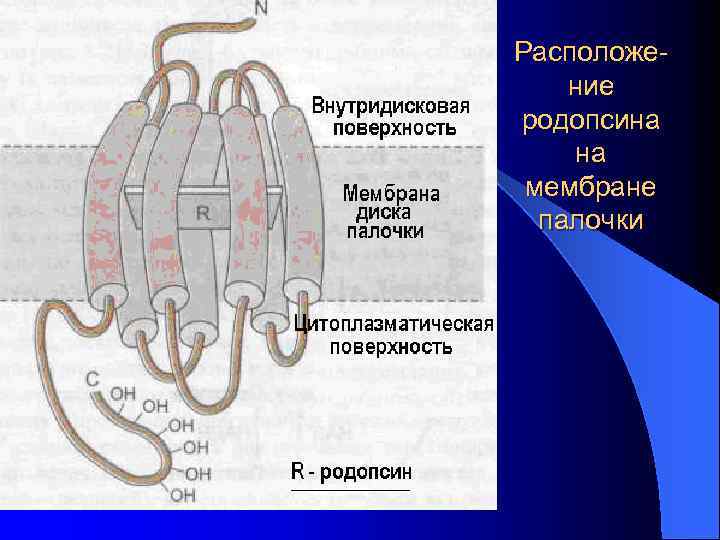 Расположение родопсина на мембране палочки 
