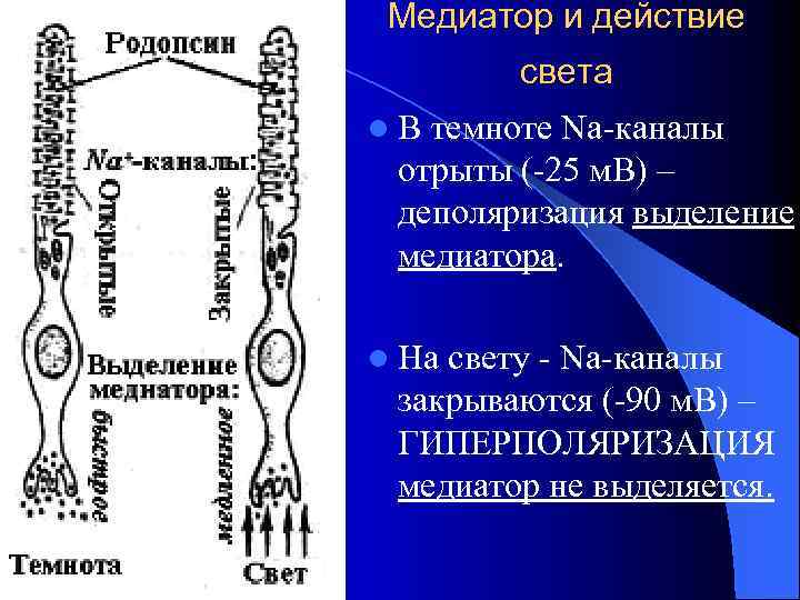 Медиатор и действие света l. В темноте Na-каналы отрыты (-25 м. В) – деполяризация
