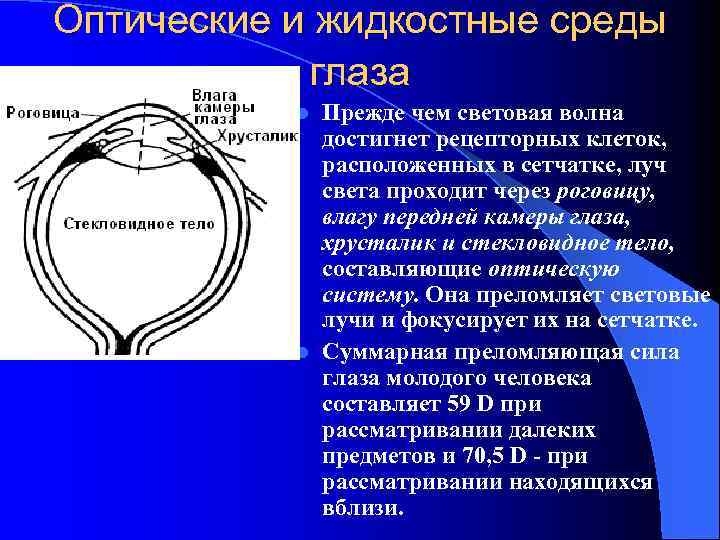 Оптические и жидкостные среды глаза Прежде чем световая волна достигнет рецепторных клеток, расположенных в