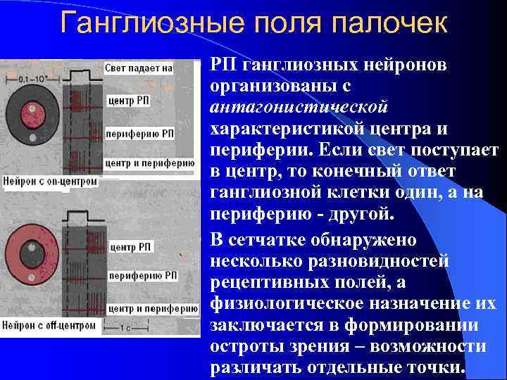 Ганглиозные поля палочек РП ганглиозных нейронов организованы с антагонистической характеристикой центра и периферии. Если