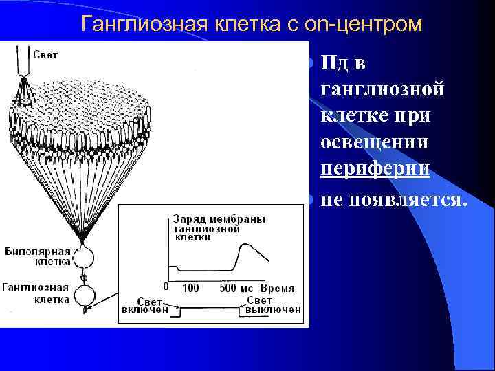 Ганглиозная клетка с on-центром l Пд в ганглиозной клетке при освещении периферии l не