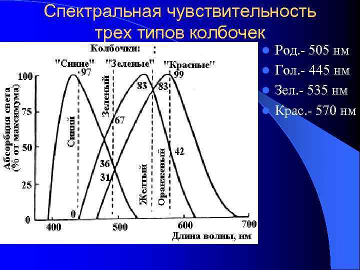 Спектральная чувствительность трех типов колбочек Род. - 505 нм l Гол. - 445 нм