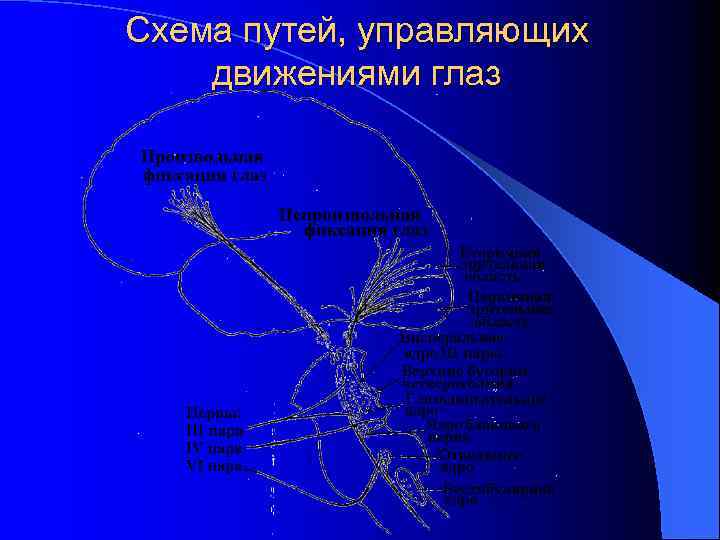 Схема путей, управляющих движениями глаз 