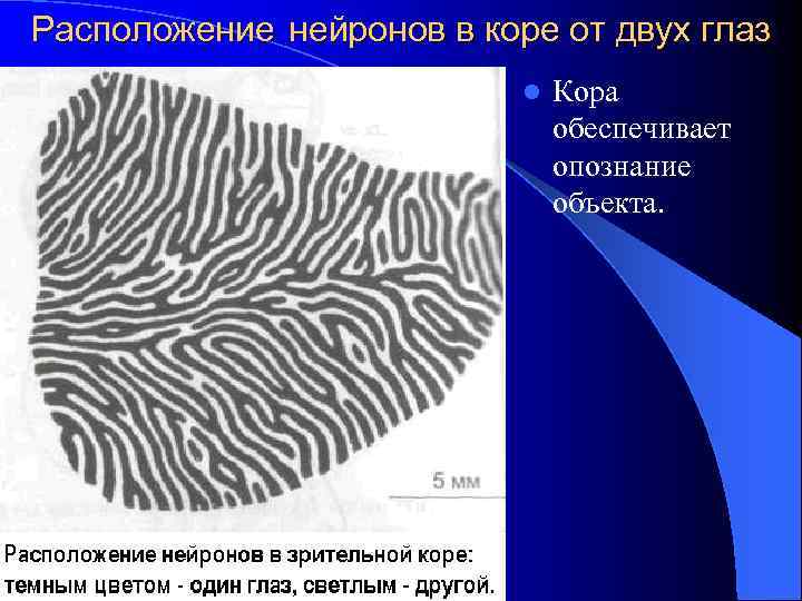 Расположение нейронов в коре от двух глаз l Кора обеспечивает опознание объекта. 