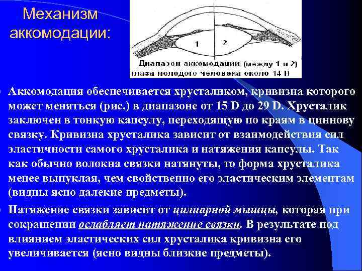 Механизм аккомодации: Аккомодация обеспечивается хрусталиком, кривизна которого может меняться (рис. ) в диапазоне от