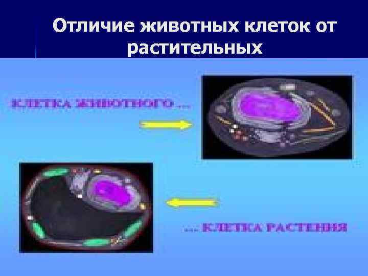 Отличие животных клеток от растительных 