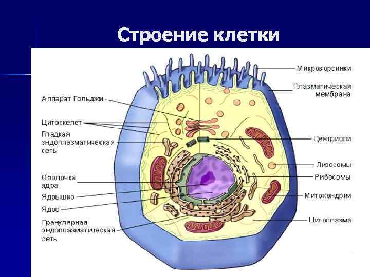 Строение клетки 