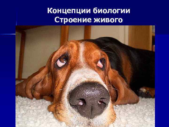 Концепции биологии Строение живого 