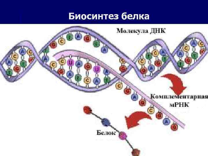 Биосинтез белка 