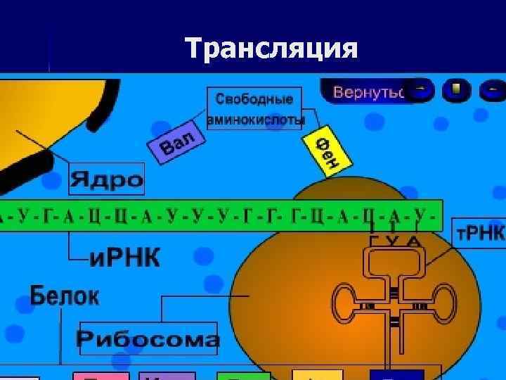 Трансляция 