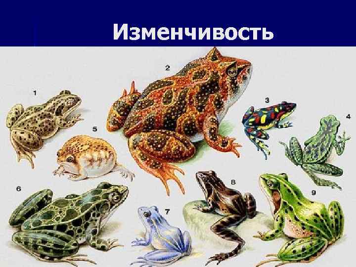 Изменчивость 