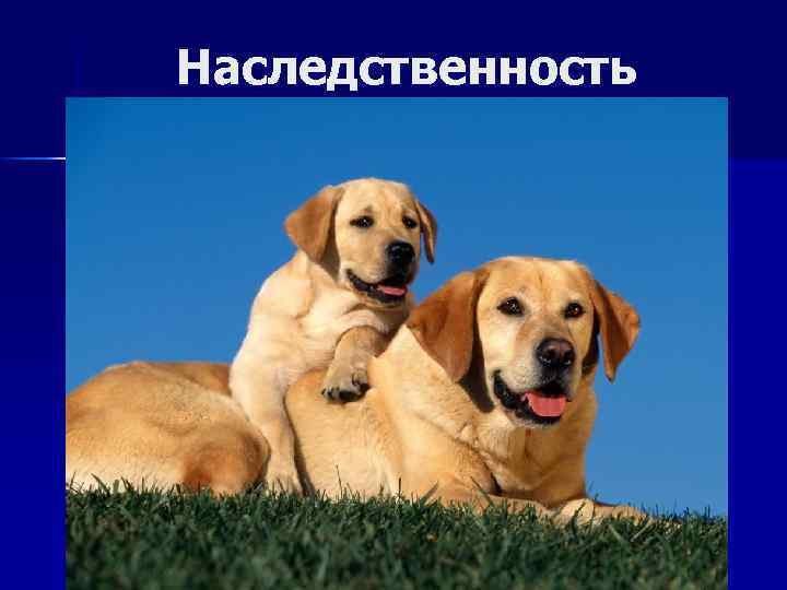 Наследственность 