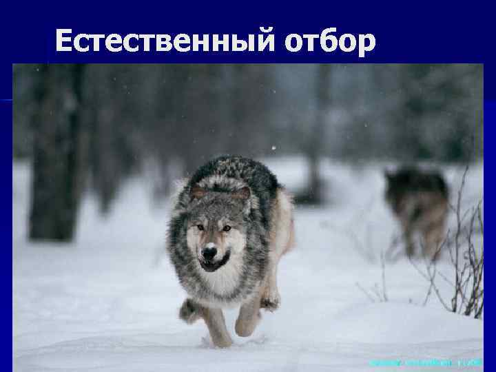 Естественный отбор 