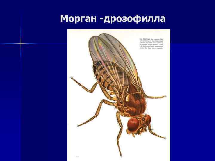 Морган -дрозофилла 