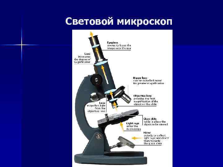 Световой микроскоп 