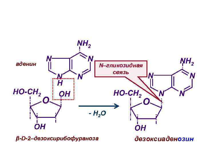 аденин N–гликозидная связь - H 2 O β-D-2–дезоксирибофураноза дезоксиаденозин 