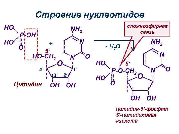 Строение нуклеотидов сложноэфирная связь + 5‘ - H 2 O 4‘ 1‘ 3' 5‘