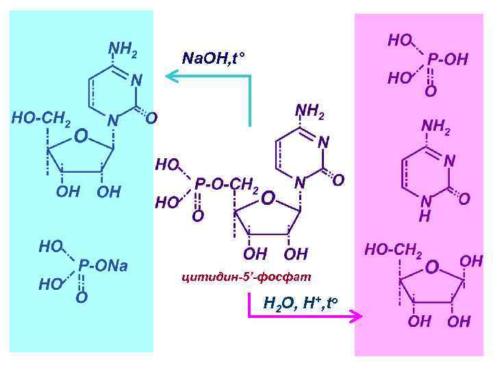 Na. OH, t° цитидин-5’-фосфат H 2 O, H+, to 